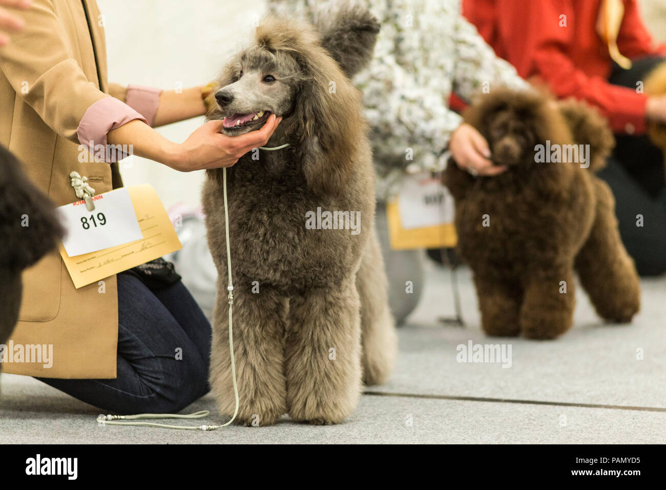 Barboncino standard. Cani adulti e proprietari su un cane di esposizione. Germania.. Foto Stock