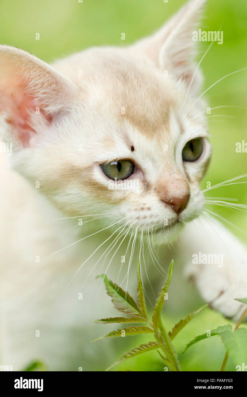 Gatto birmano. Un gattino con un segno di spunta sulla sua testa. Germania Foto Stock