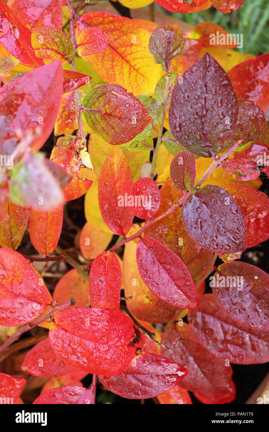 Colorato mirtillo le foglie in autunno Foto Stock