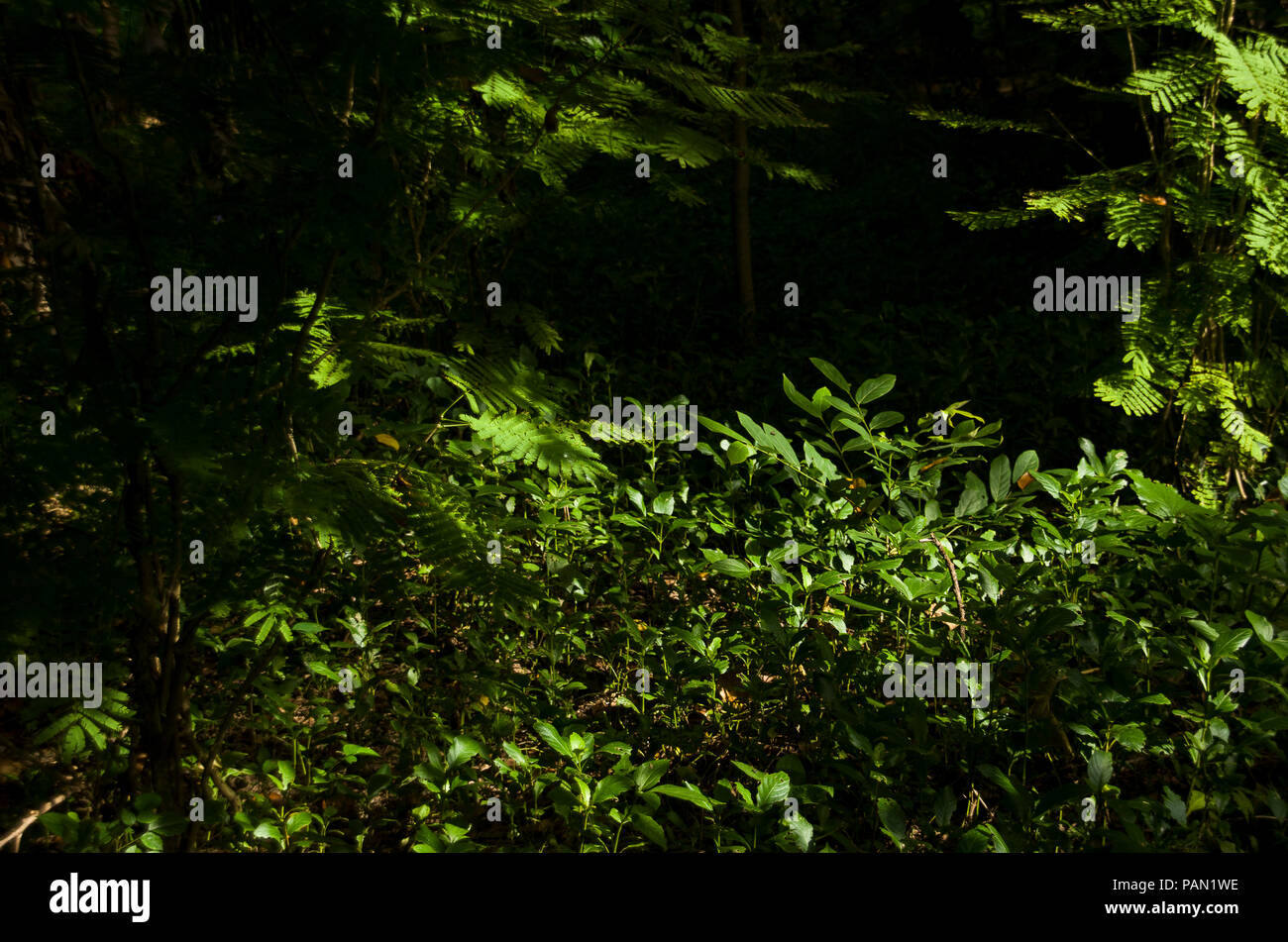 Bella di foglie verdi con luce intensa nella foresta di sfondo. Foto Stock
