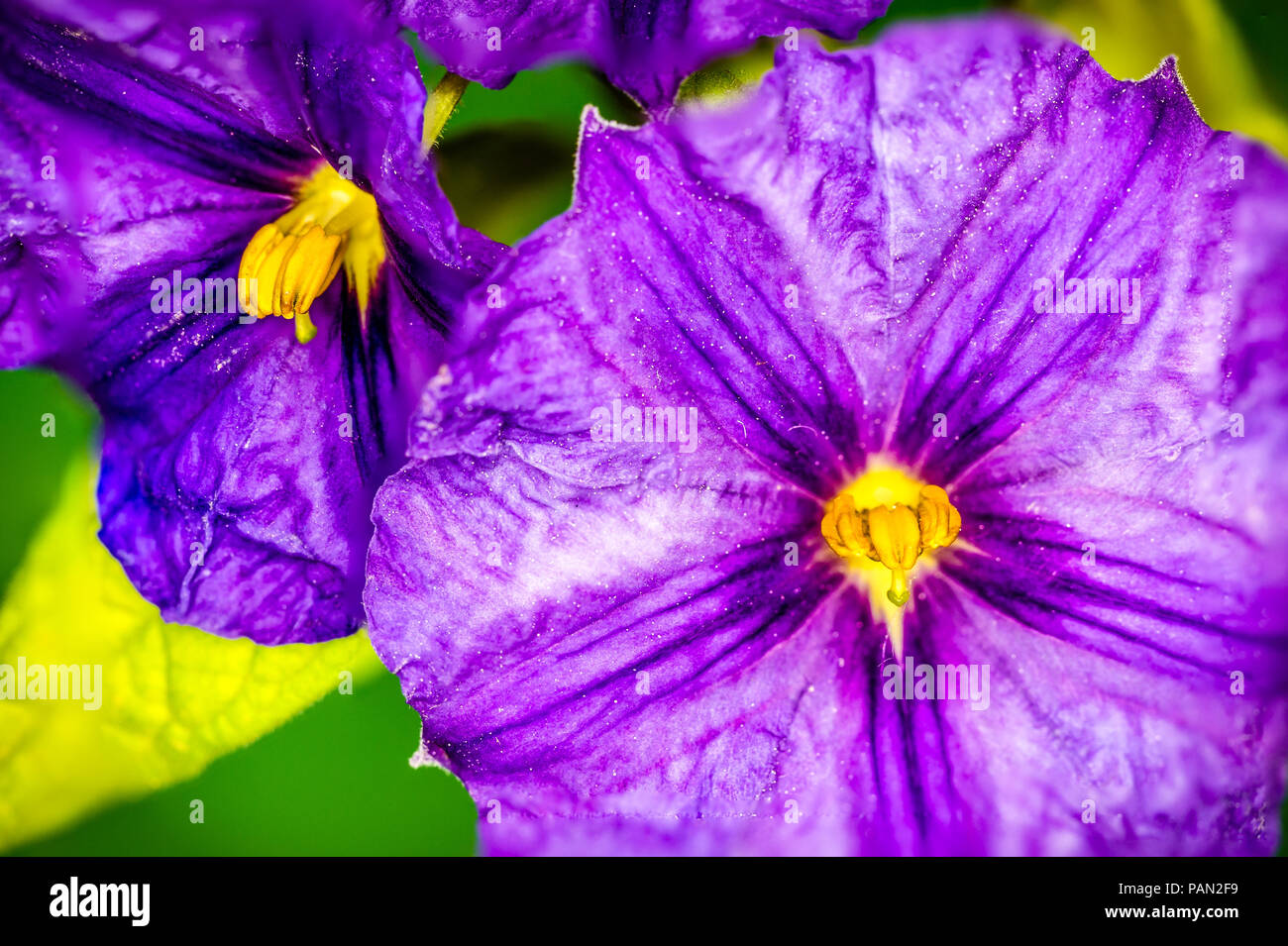 Fiore viola in Spagna, primo piano e Focus impilati Foto Stock