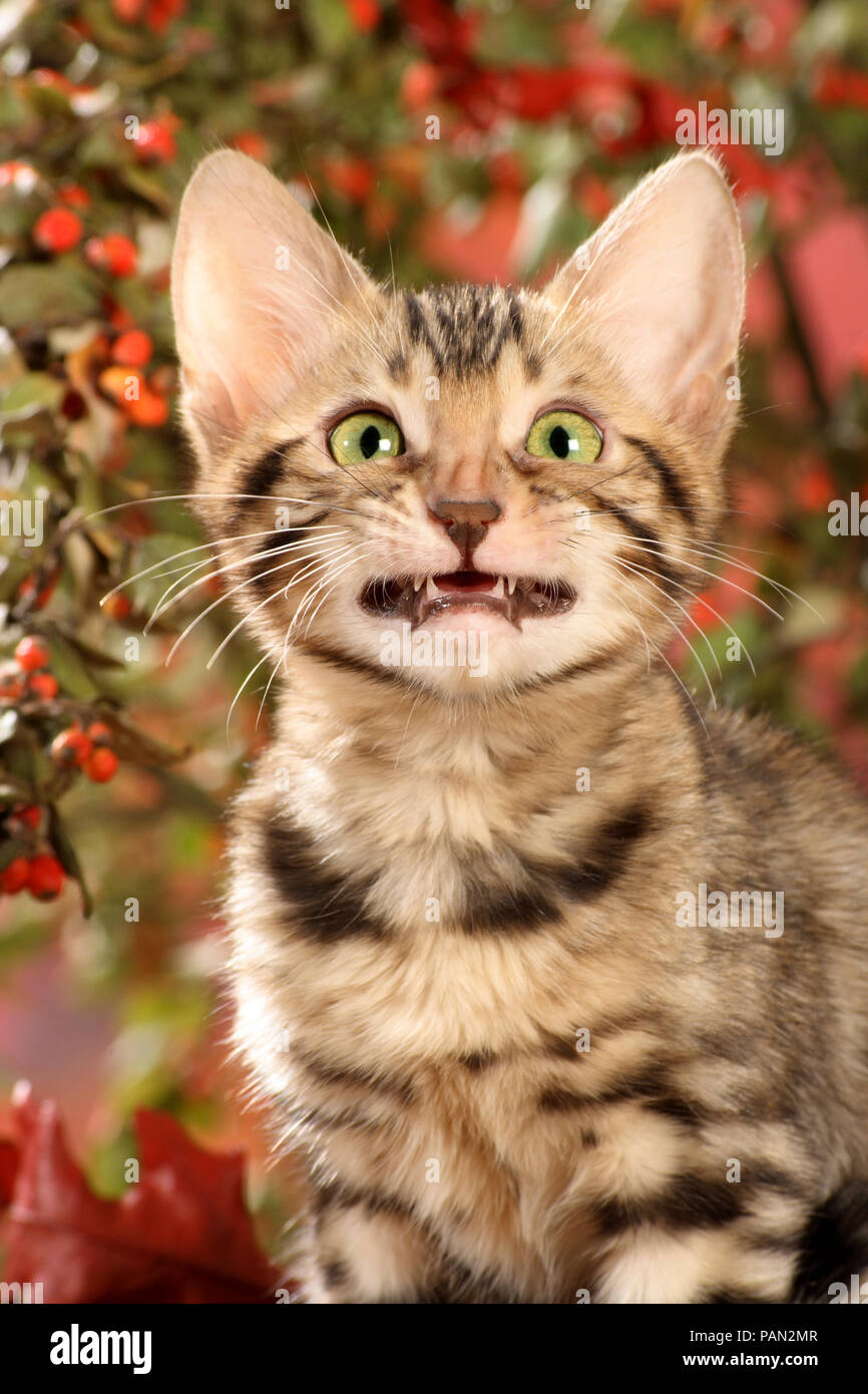 Giovani Gatto bengala con una bocca grinning Foto Stock