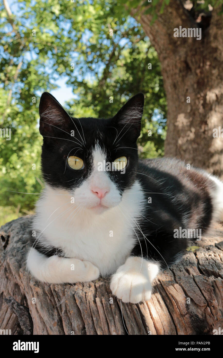 Il gatto domestico, tuxedo giacente su un ceppo di albero Foto Stock