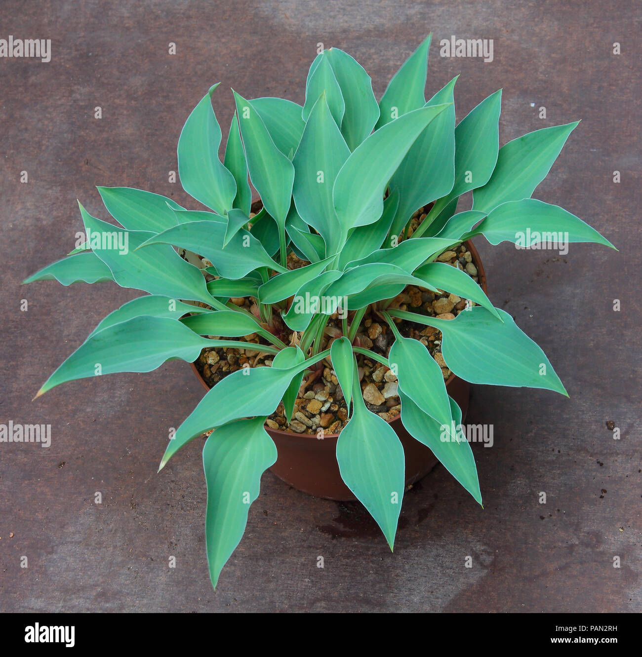 Le foglie appuntite di un 'Hosta' impianto che fa parte della raccolta nazionale di piccole e Hosta in miniatura con molte varietà disponibili . Foto Stock