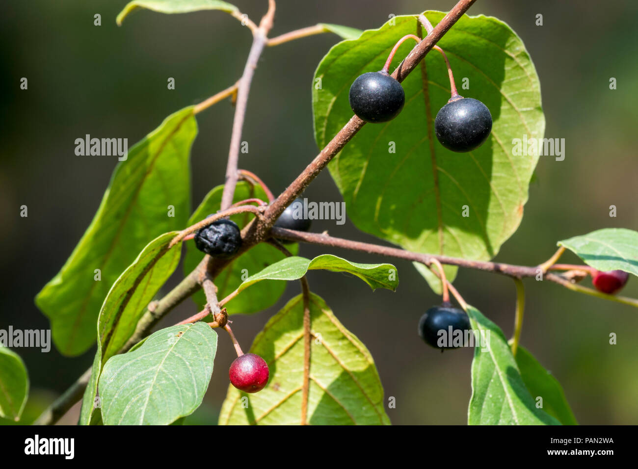 Wild Black cherry / rum cherry / montagna amarena (Prunus serotina) close-up di foglie e mature e frutti immaturi in estate Foto Stock