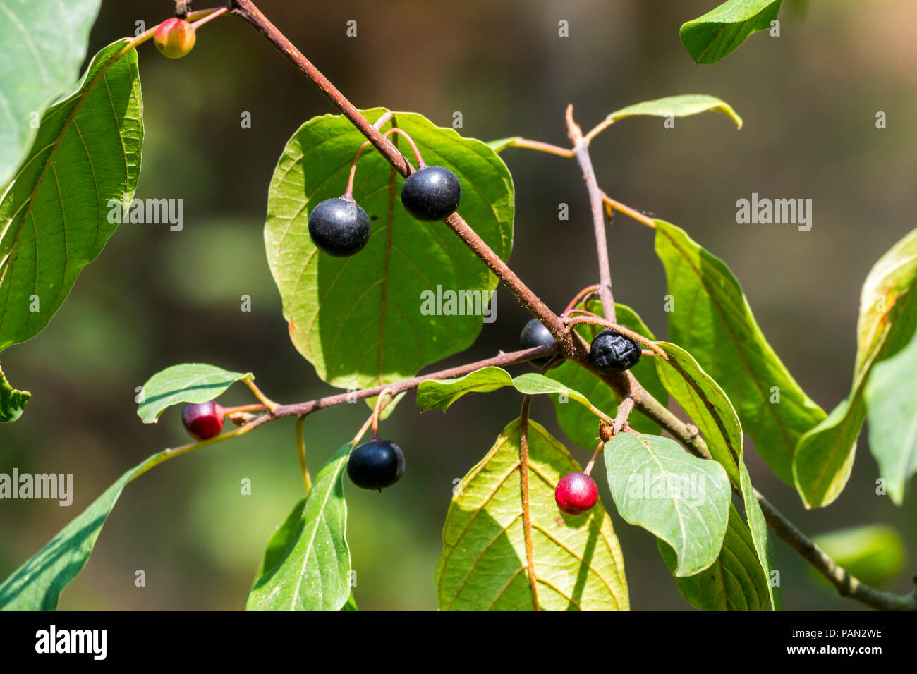 Wild Black cherry / rum cherry / montagna amarena (Prunus serotina) close-up di foglie e mature e frutti immaturi in estate Foto Stock