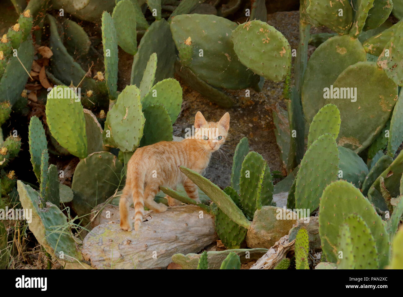 Young street cat, 3 mese vecchio, in piedi tra un cactus Foto Stock