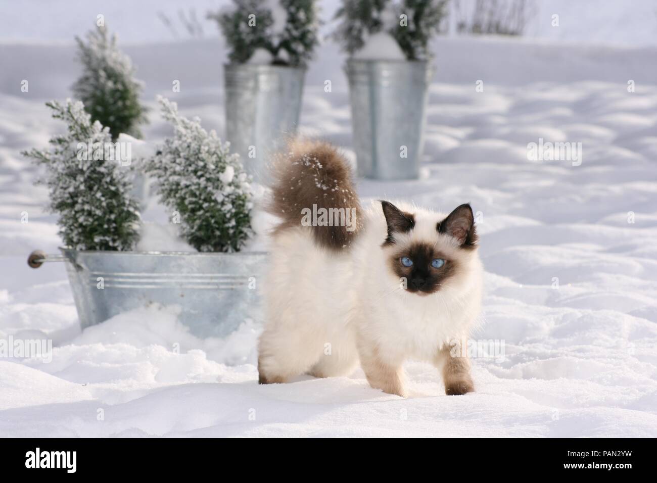 Birman cat, punto di tenuta, in piedi nella neve Foto Stock