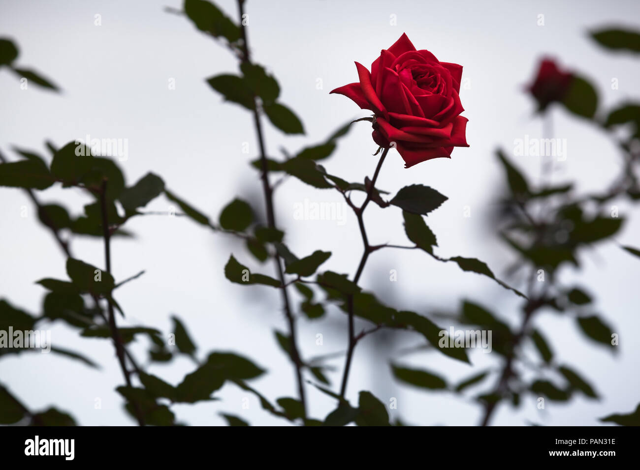 Dettaglio del rosso singolo bocciolo di rosa a sfondo del fogliame verde scuro e il cielo grigio Foto Stock