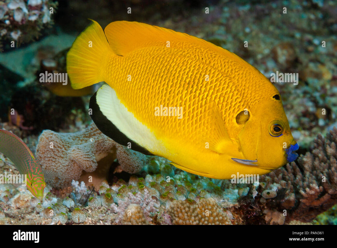 Un lemonpeel angelfish, Centropyge flavissimus, Indonesia. Foto Stock