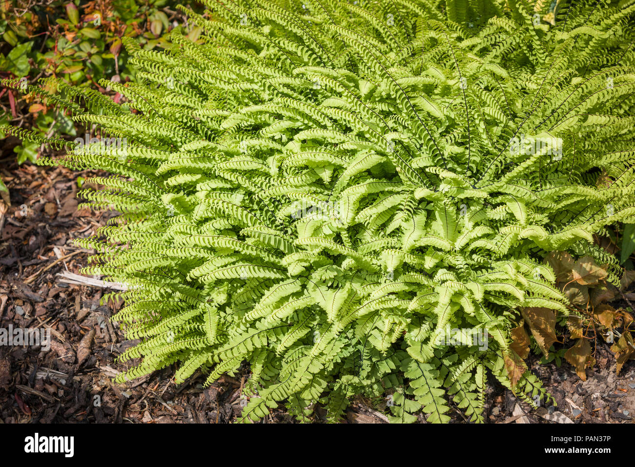 Adiantum pedatum crescono in un giardino inglese in giugno Foto Stock