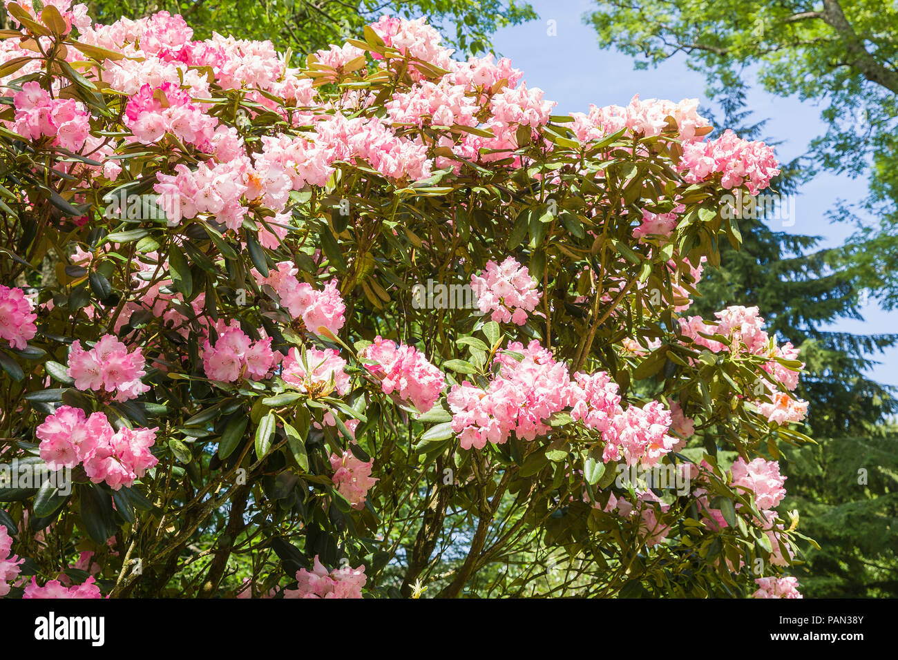 Rhodedendron Fantastica fioritura in un giardino inglese in giugno Foto Stock