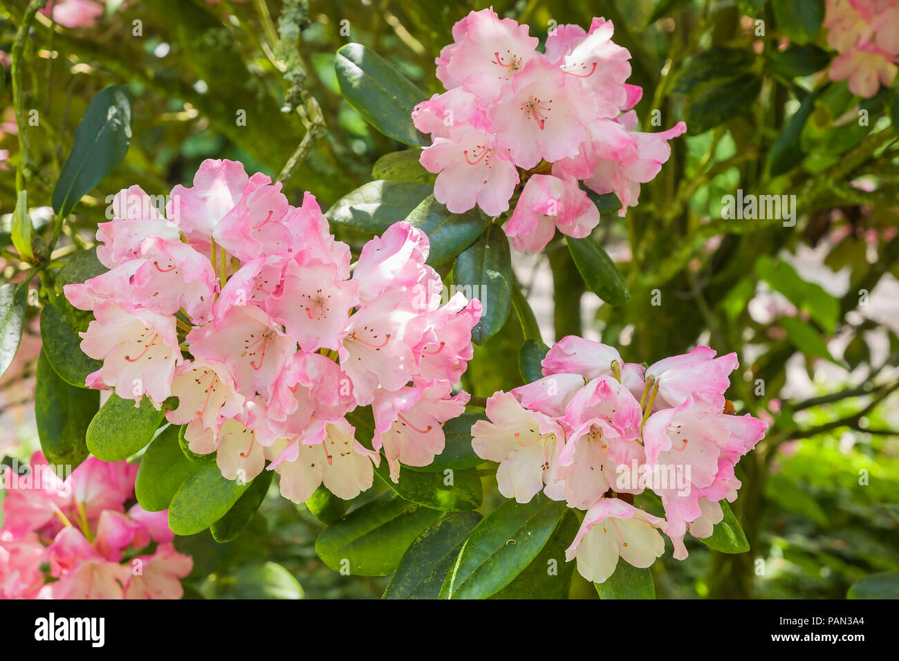 Rhodedendron Fantastica fioritura in un giardino inglese in giugno Foto Stock