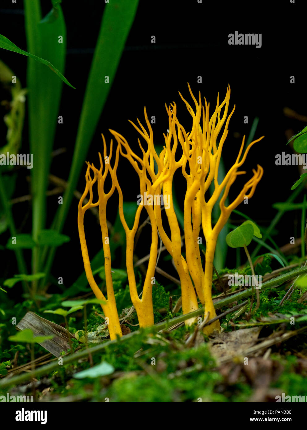 Giovani fungo ramaria in un bosco, Russia Foto Stock