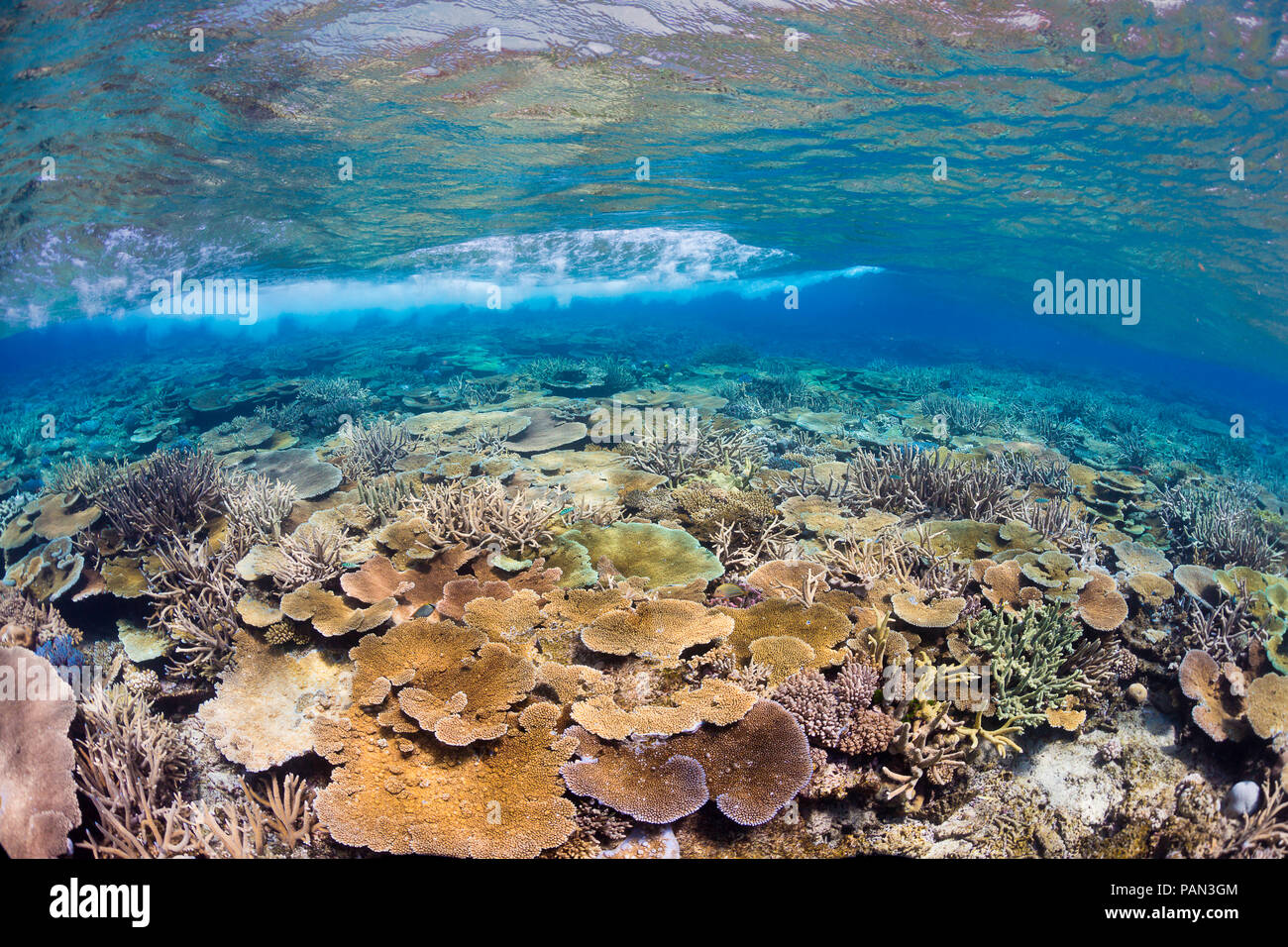 Un onda passa sopra la parte superiore di questo Fijian reef di corallo duro. Isole Figi. Foto Stock