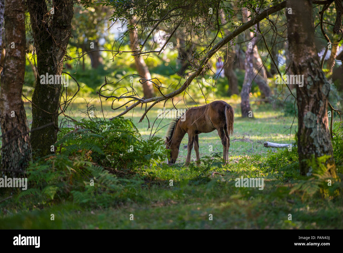 New Forest Foal Foto Stock