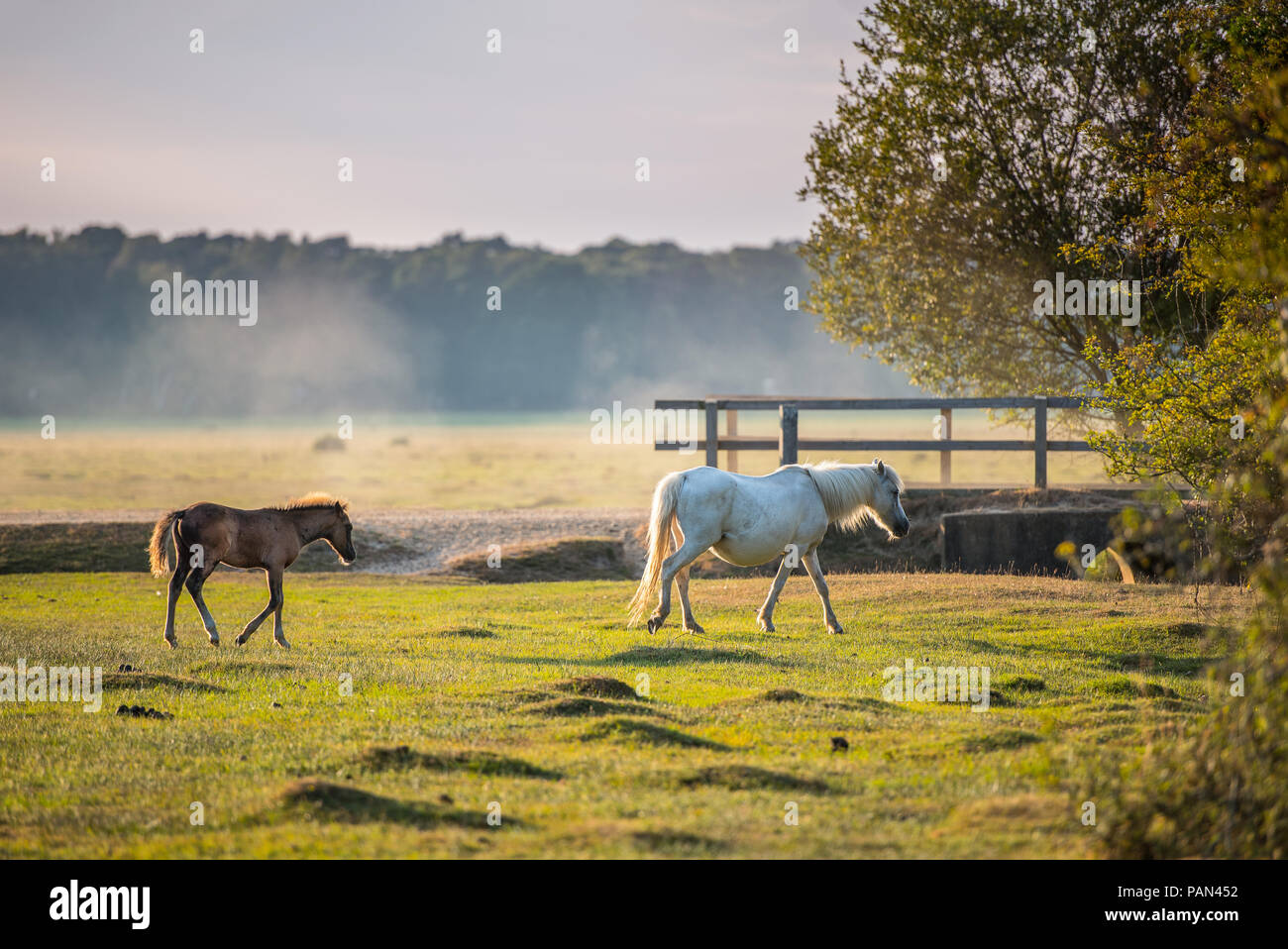 Pony New Forest a Brockenhurst Foto Stock