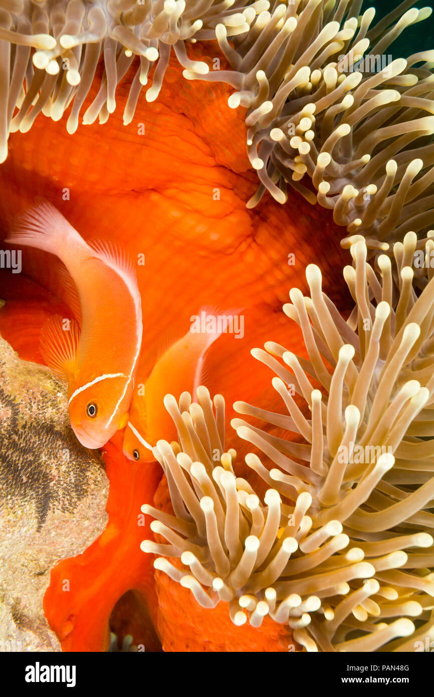 Questo comune, anemonefish Amphiprion perideraion, è più spesso associato con l'anemone, Heteractis magnifica, come mostrato qui. Il maschio e Foto Stock