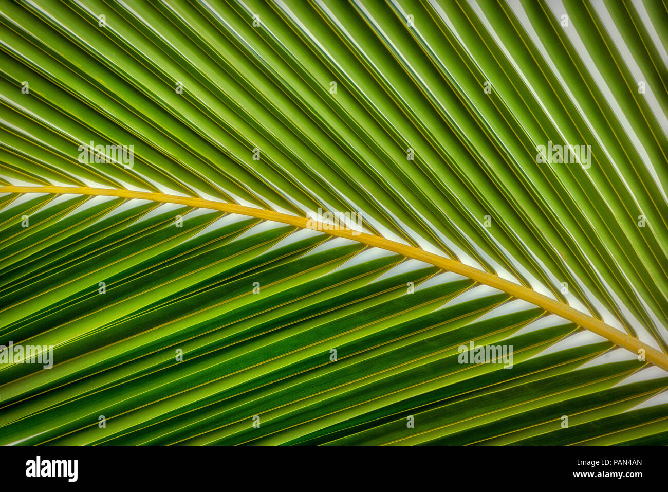 Close up di Palma foglie. Hawaii. Foto Stock