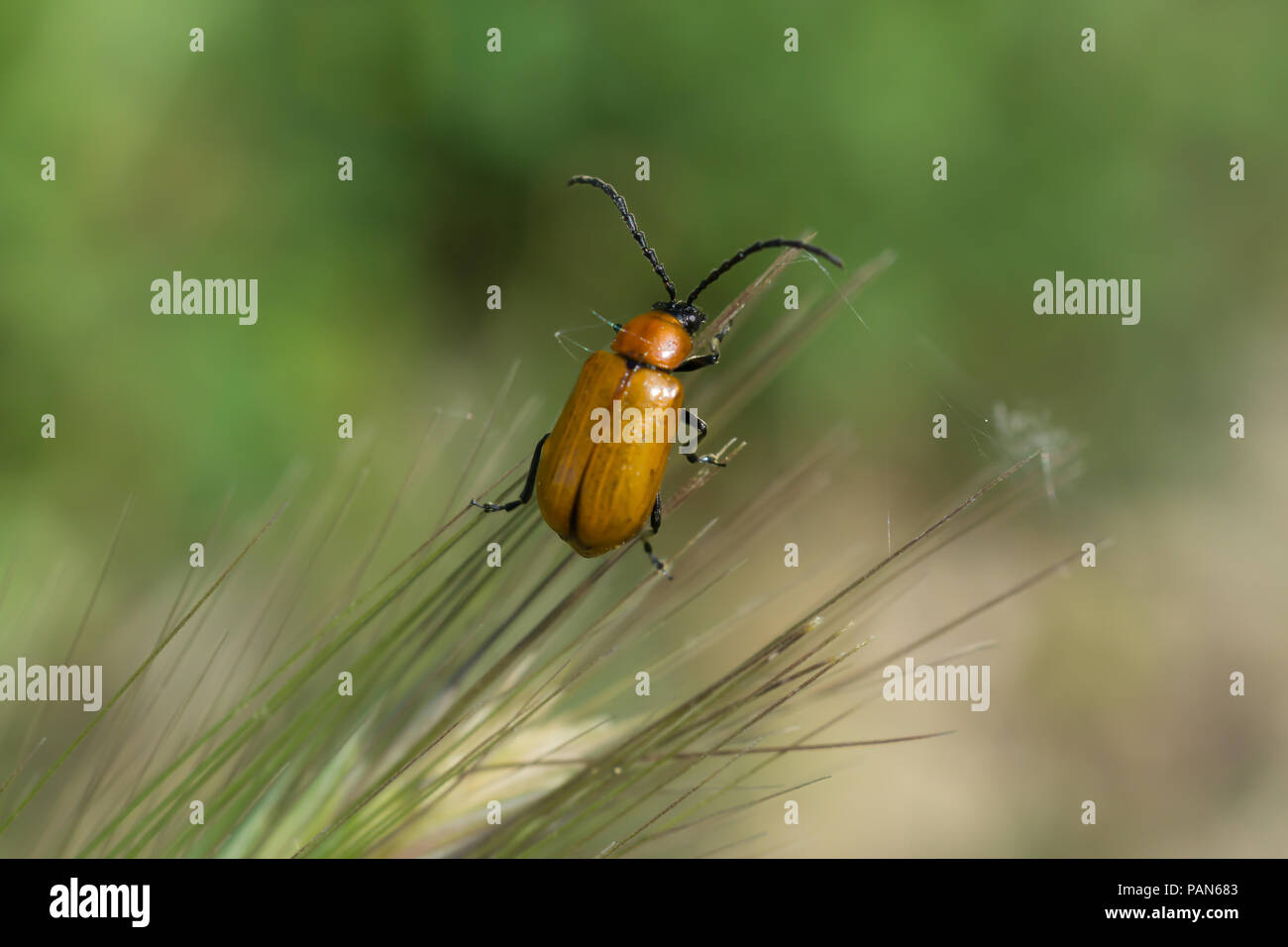 Lucido marrone Beetle agghiaccianti sull'erba Foto Stock