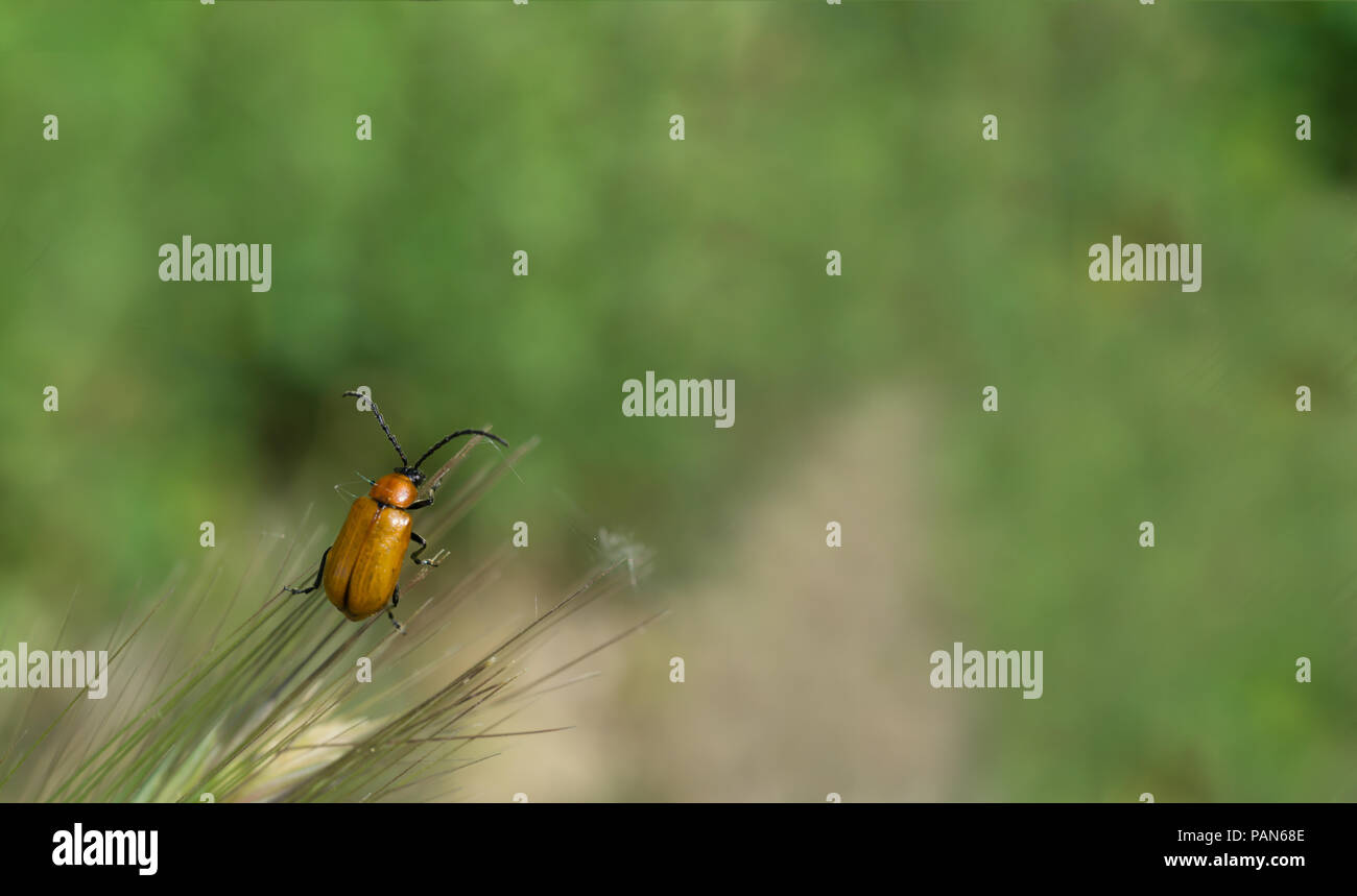 Lucido marrone Beetle agghiaccianti sull'erba Foto Stock