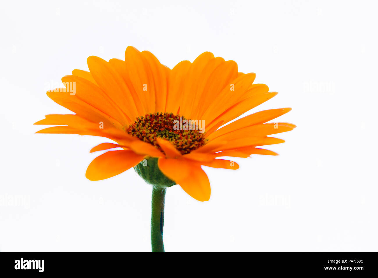 Orange Gerbera, sfondo bianco Foto Stock