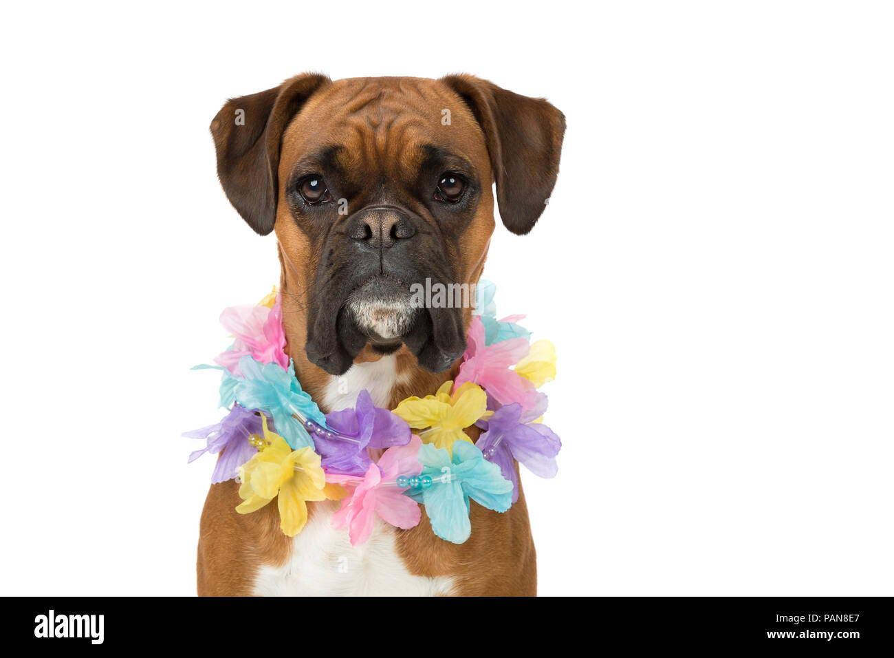 Colpo di testa di cane boxer in studio indossando un pasqua collana a tema Foto Stock