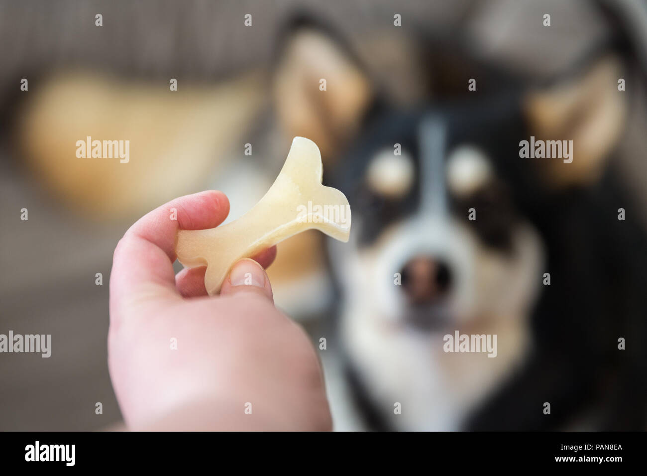 Mano azienda congelati a forma di osso di cane trattare nella parte anteriore del cane husky Foto Stock