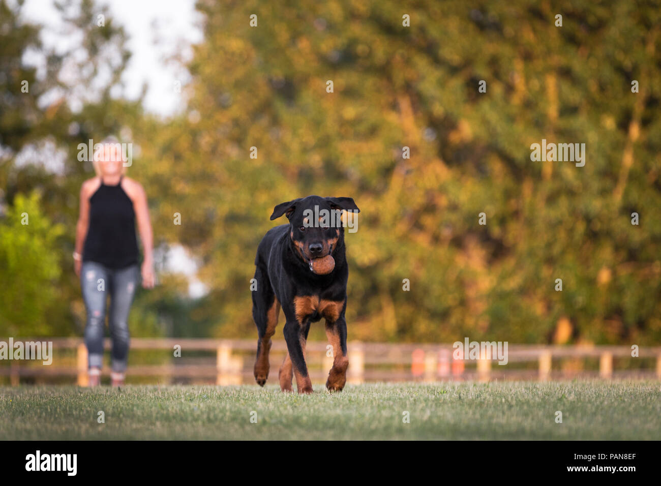 Rottweiler cane che corre con il giocattolo in bocca e la donna in background Foto Stock