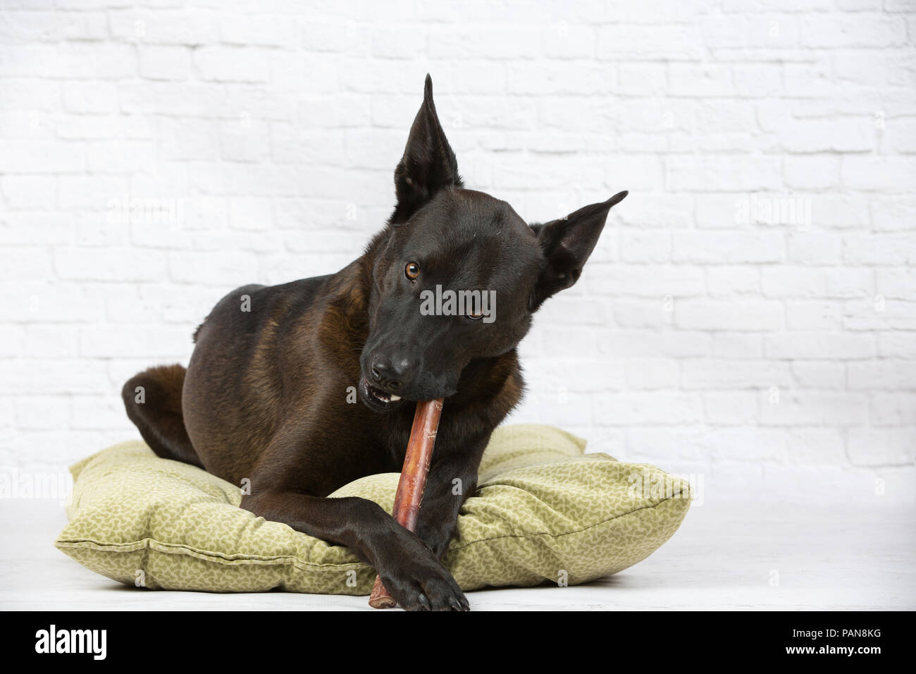 Pastore mix cane masticare bully stick su letto di cane in studio Foto Stock
