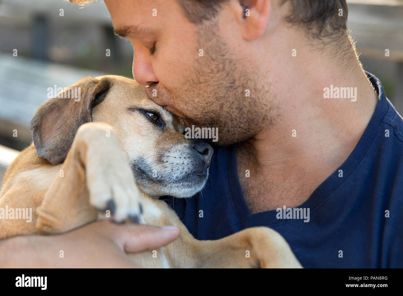 Uomo con pug mix mentre baciare lui sulla testa Foto Stock