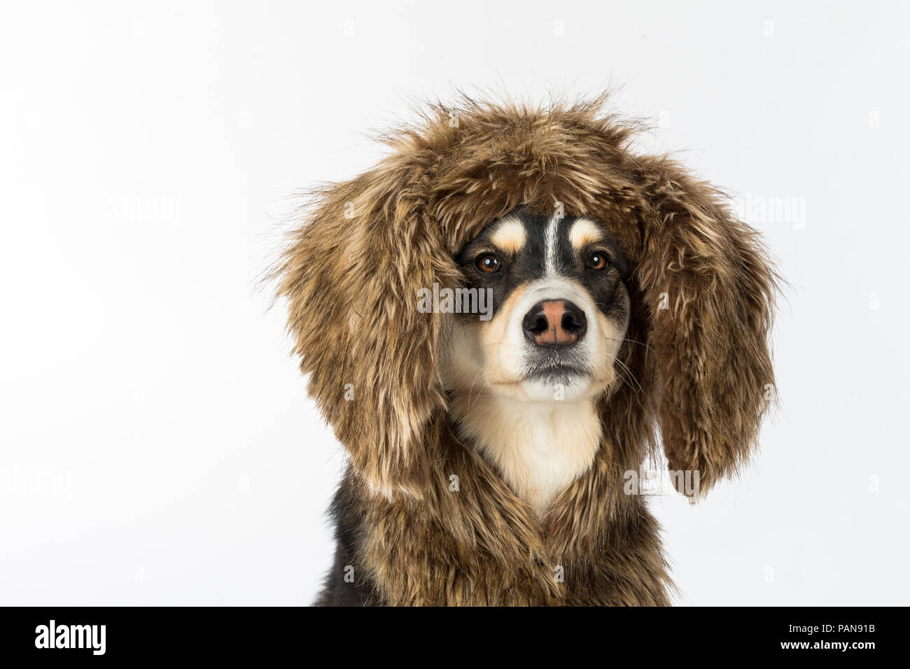 Cani Husky floppy da indossare orecchie di coniglio in studio Foto Stock