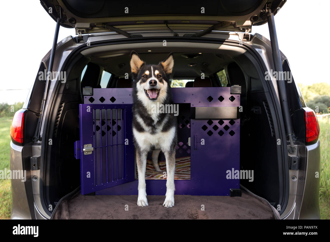 Corpo pieno colpo di mix di husky in piedi all'interno di una cassa all'interno di una berlina Foto Stock