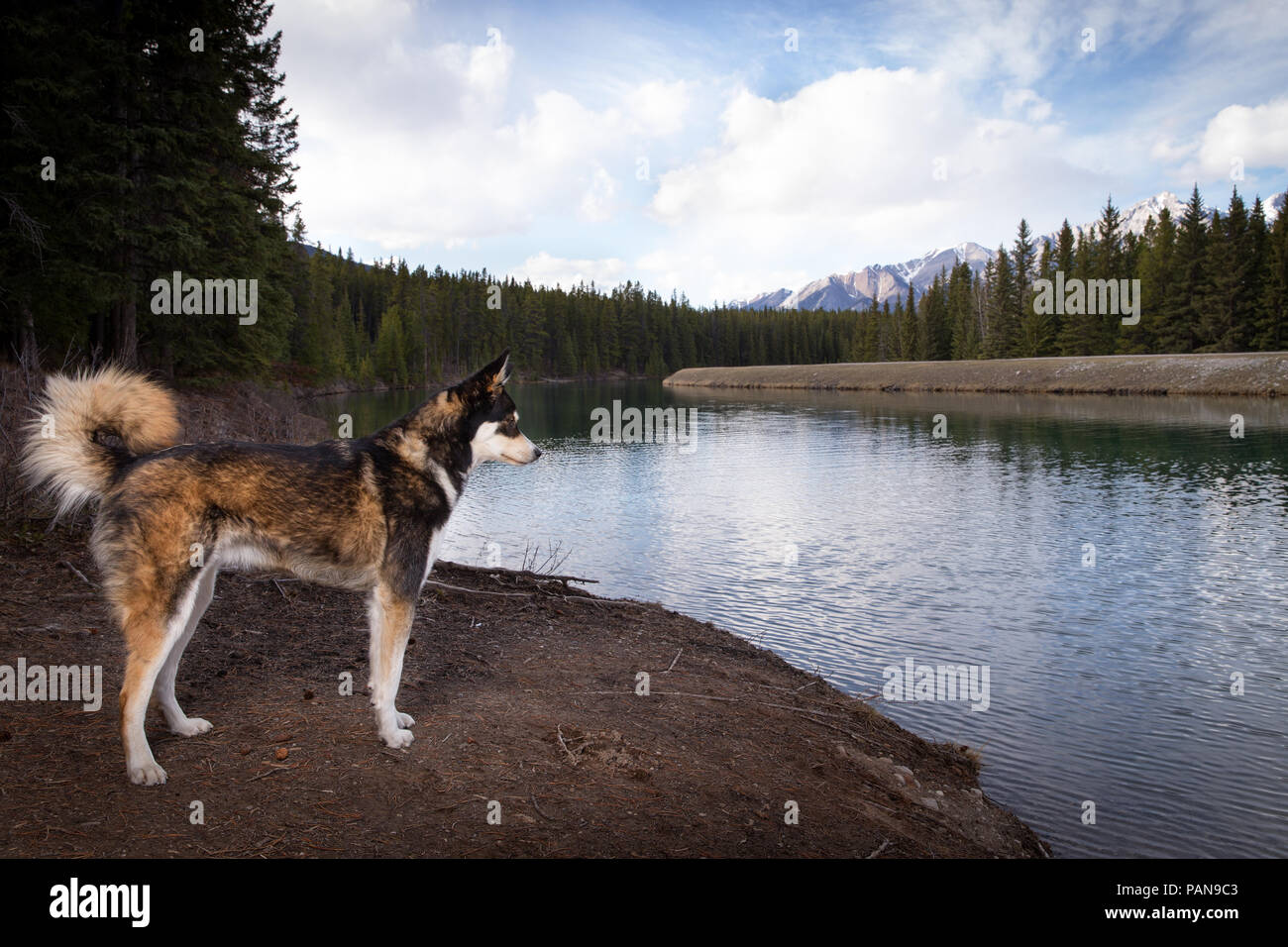 Cani Husky cerca nel lago con le montagne in distanza Foto Stock