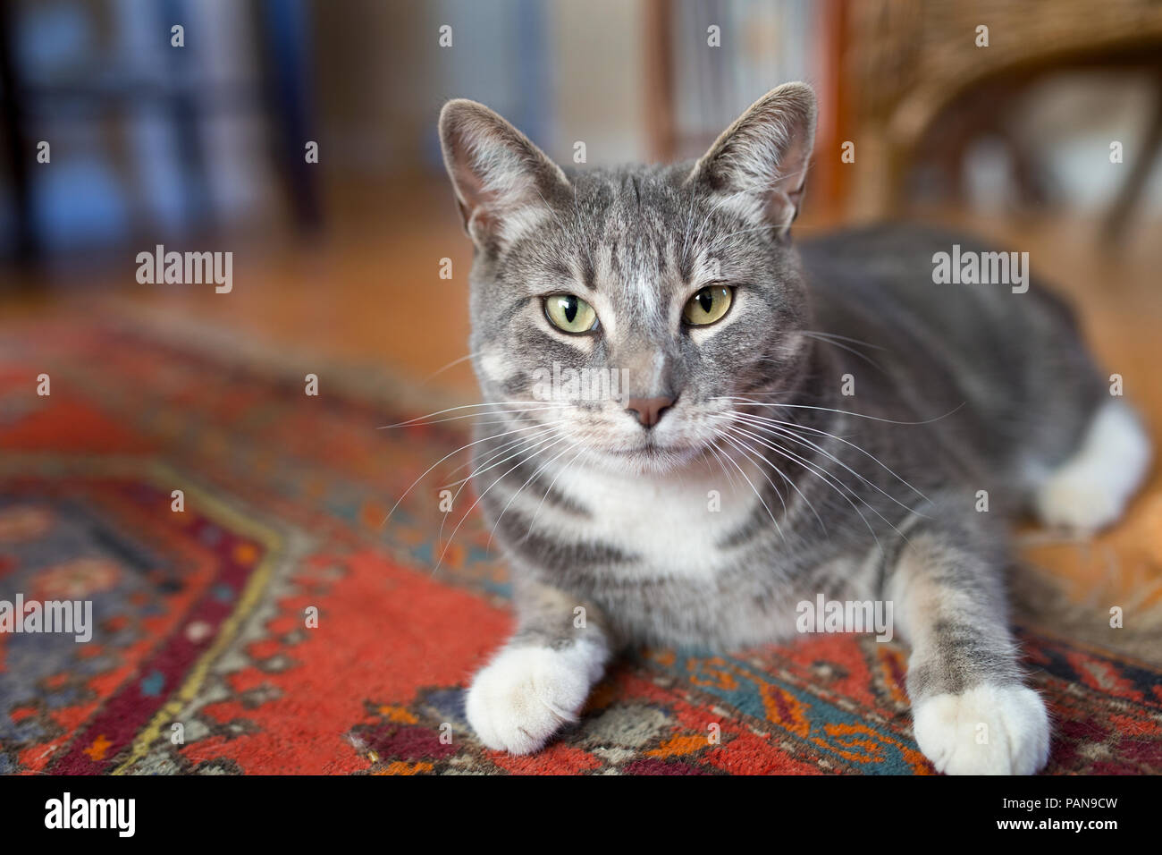 Grigio sorridente Tabby Cat seduto sul rosso tappeto orientale in ambienti interni Foto Stock