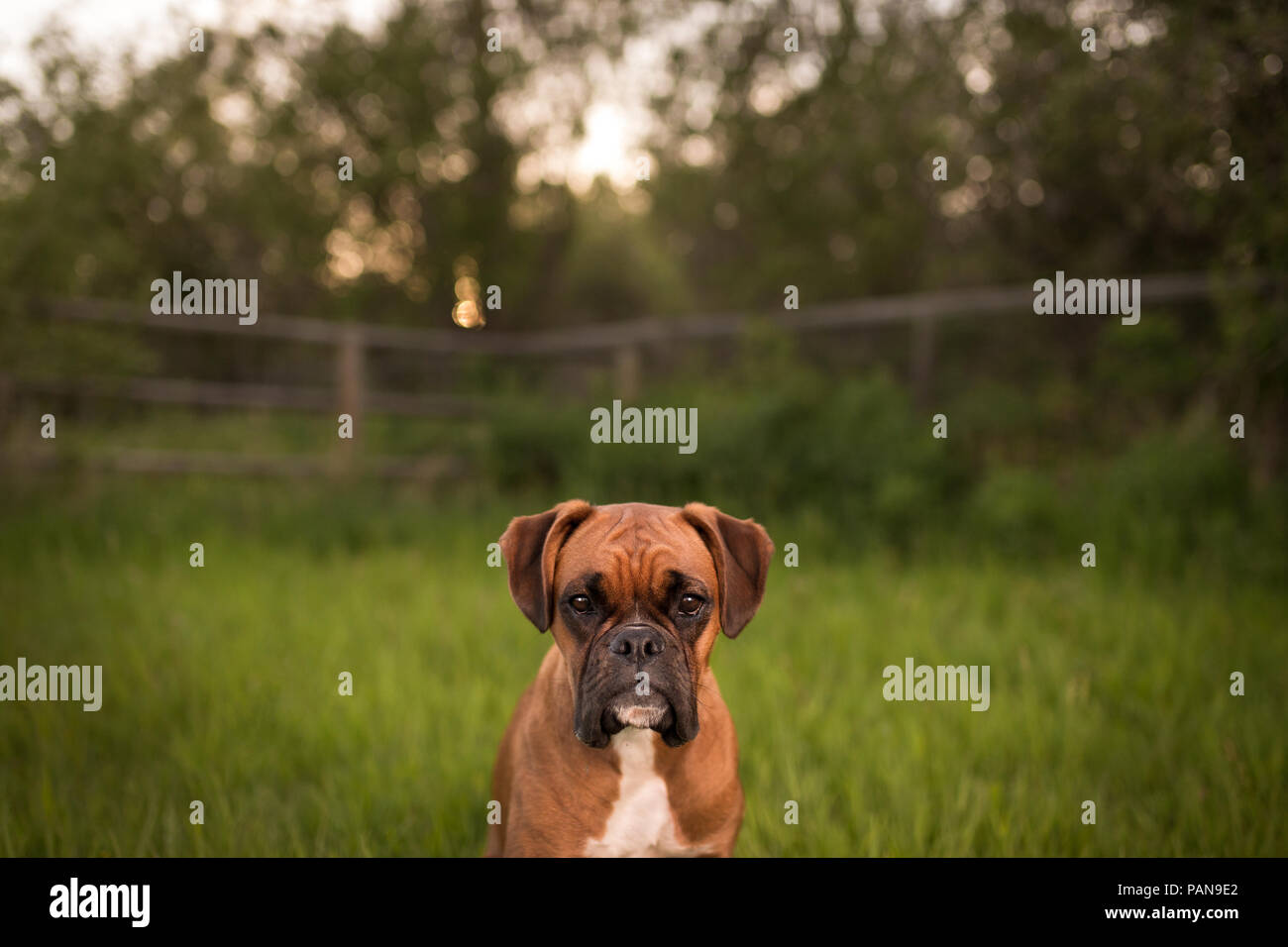 Boxer dog sitter nel prato di fronte di una recinzione di legno Foto Stock