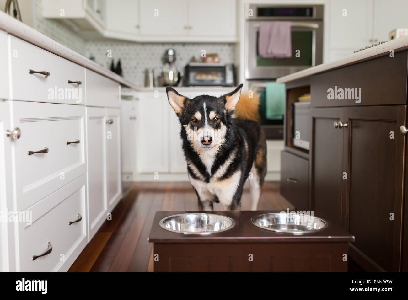 Cani Husky in attesa di mangiare in cucina bianca Foto Stock