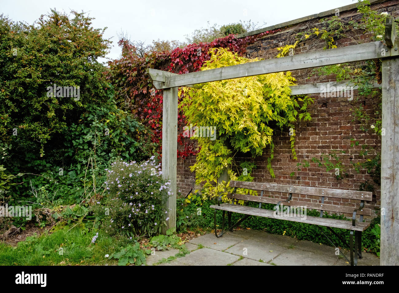 Un banco sotto un pergolato a Brockwell Park, Herne Hill, Londra Sud, Inghilterra in autunno con un muro di mattoni dietro, vitigni rossi e foglie di giallo. Foto Stock