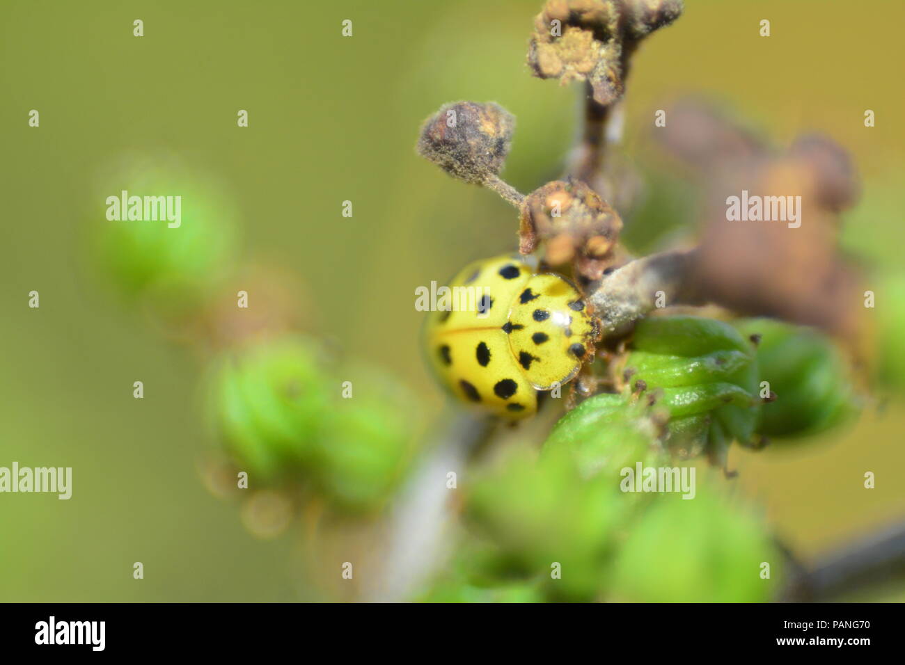 Coccinella gialla con punti neri sulla pianta nel verde della natura Foto Stock