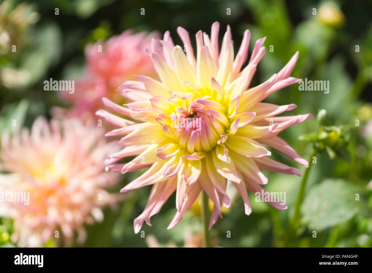 Un bell'esempio di una griglia Alfred Dahlia (Cactus Dahlia - famiglia Asteraceae) con una doppia fioritura rosa e gialla, bassa Austria Foto Stock