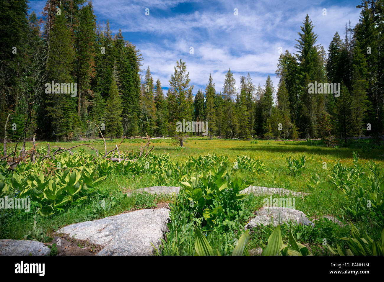 Montagna verde prato con naturale pietre miliari nella pineta vicino a gru piatto - Parco Nazionale di Yosemite Foto Stock