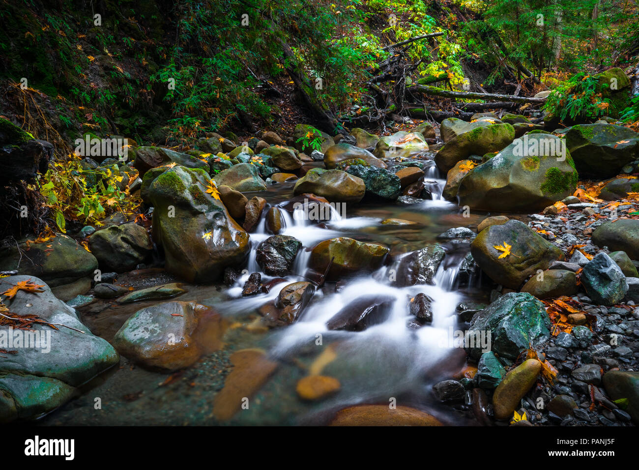 Lussureggiante Sanborn creek scorre su massi liscia come si fa strada un fresco, mossy canyon - Saratoga, California Foto Stock