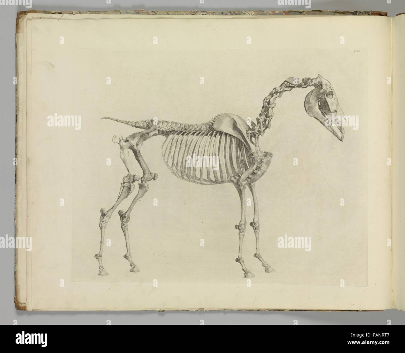L'anatomia del cavallo, compresa una descrizione particolare delle ossa, cartilagini, muscoli, fasce, legamenti e nervi, arterie, vene, e ghiandole. Autore: scritto ed illustrato da George Stubbs (British, Liverpool 1724-1806 Londra). Dimensioni: 18 1/4 x 23 in. (46,4 x 58,4 cm). Data: 1766. Museo: Metropolitan Museum of Art di New York, Stati Uniti d'America. Foto Stock