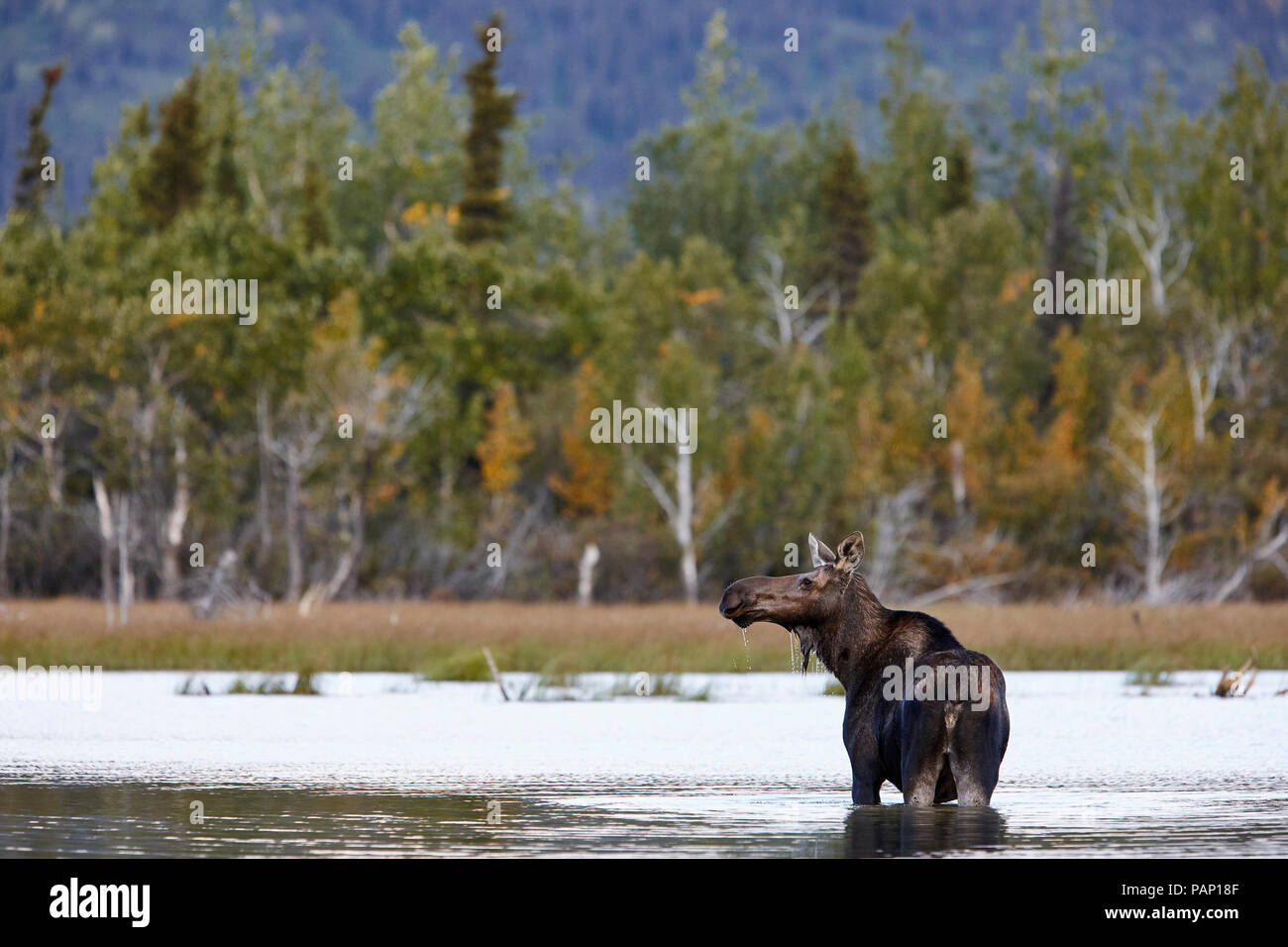 Stati Uniti d'America, Alaska Denali National Park, elk mucca in un lago Foto Stock