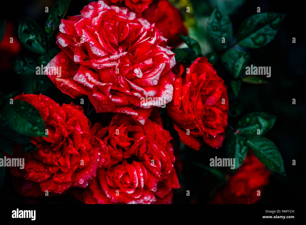 Close-up di rose rosse Foto Stock