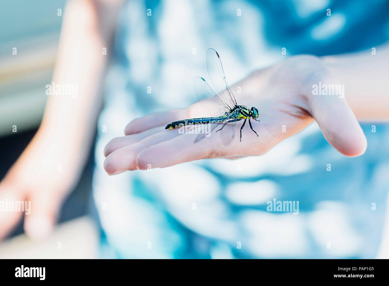 Dragonfly sul ragazzo in mano Foto Stock