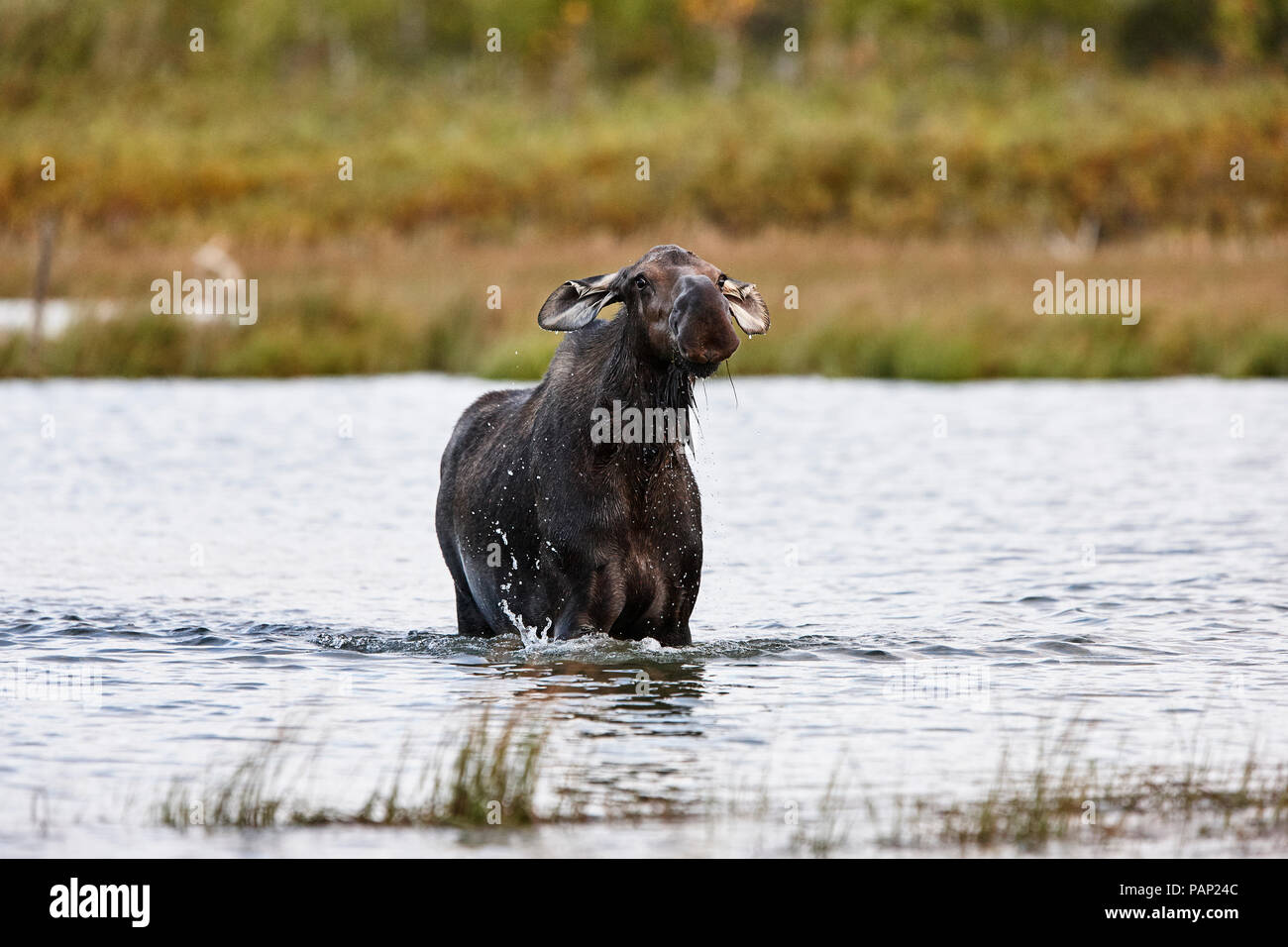 Stati Uniti d'America, Alaska Denali National Park, elk mucca in un lago Foto Stock