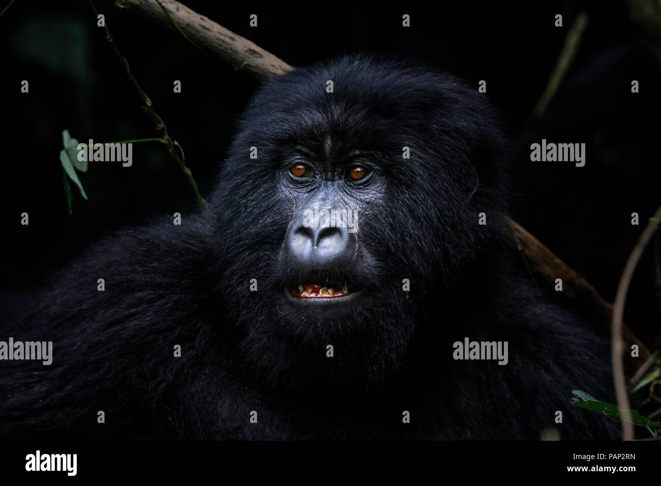 Africa, Repubblica Democratica del Congo, gorilla di montagna nella giungla Foto Stock