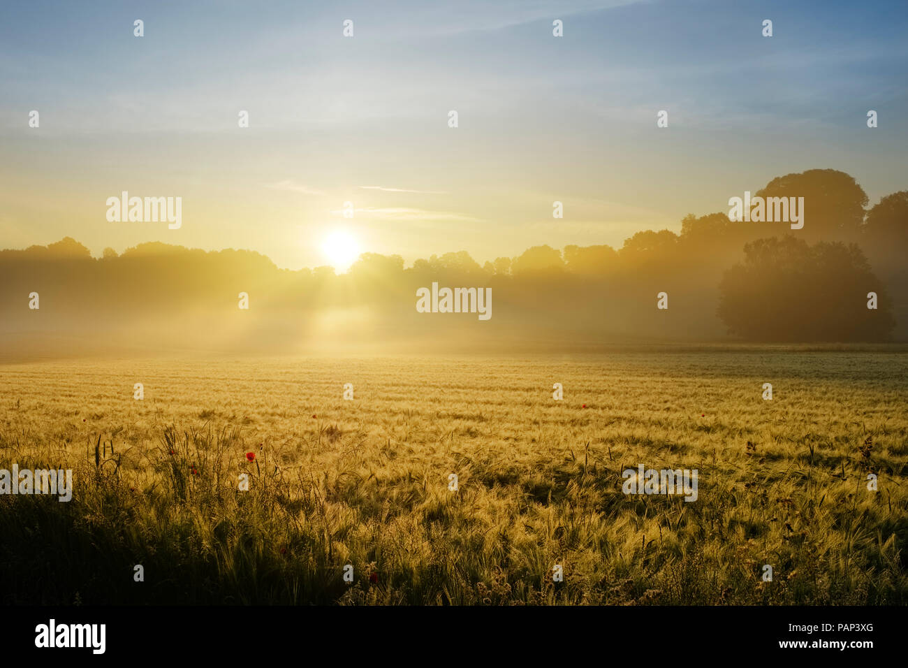 In Germania, il Land della Baviera e della Svevia, Tussenhausen, campo di grano e la nebbia di mattina all'alba, Augsburg Western boschi parco naturale Foto Stock