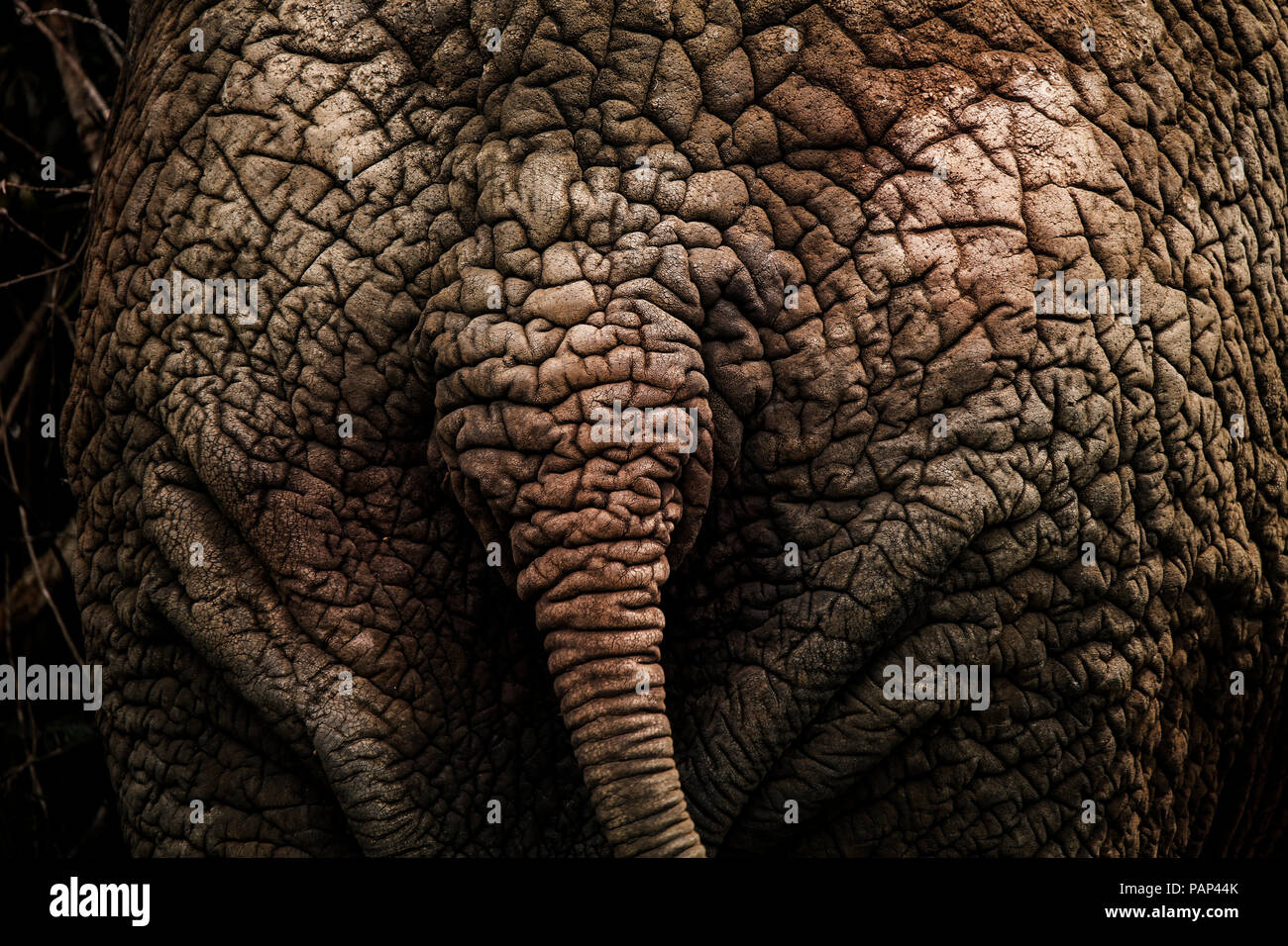 In Uganda, elefante africano, vista posteriore, close-up Foto Stock